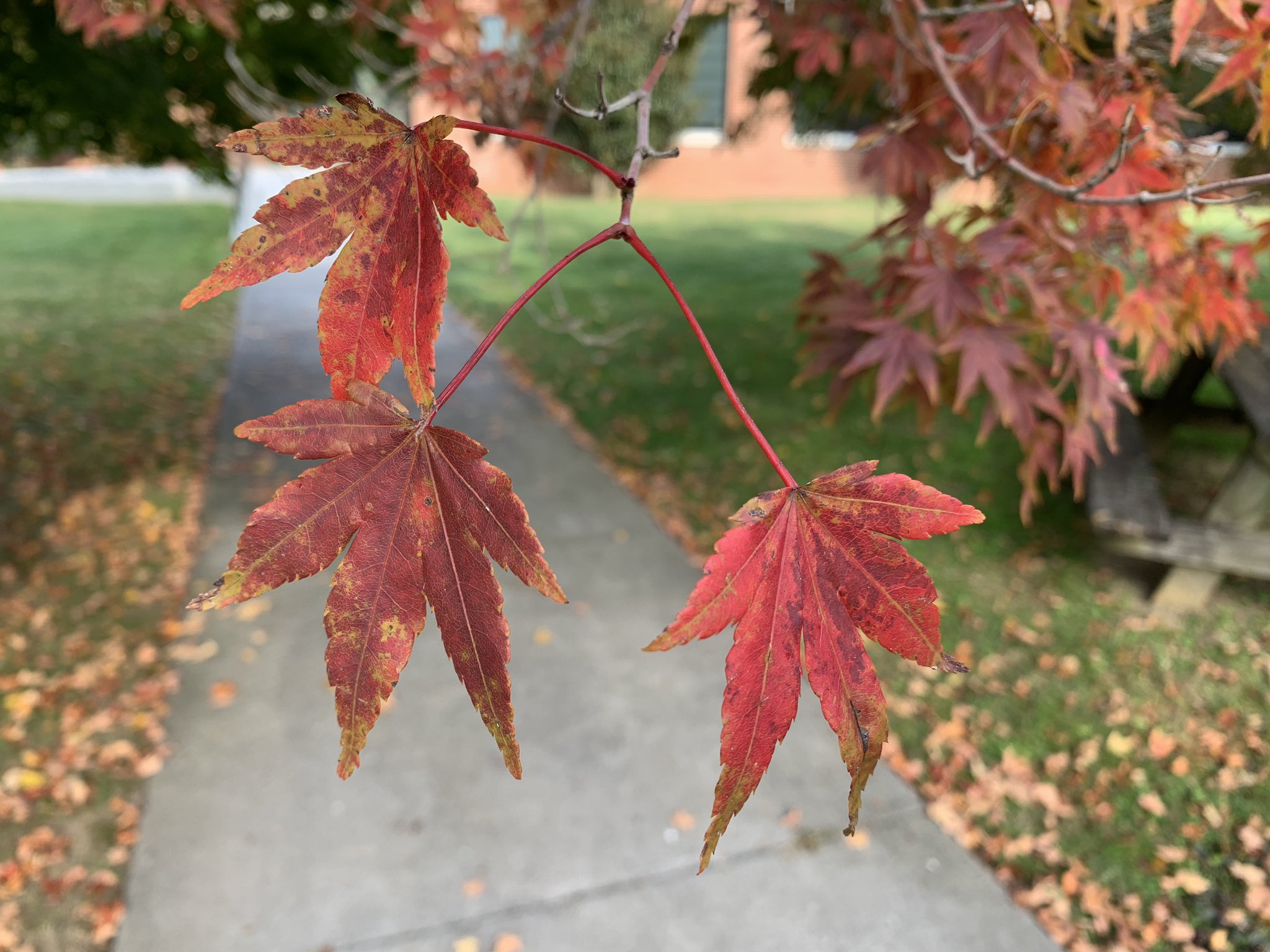 Cool October weather in VA after years of warm falls - Cardinal News