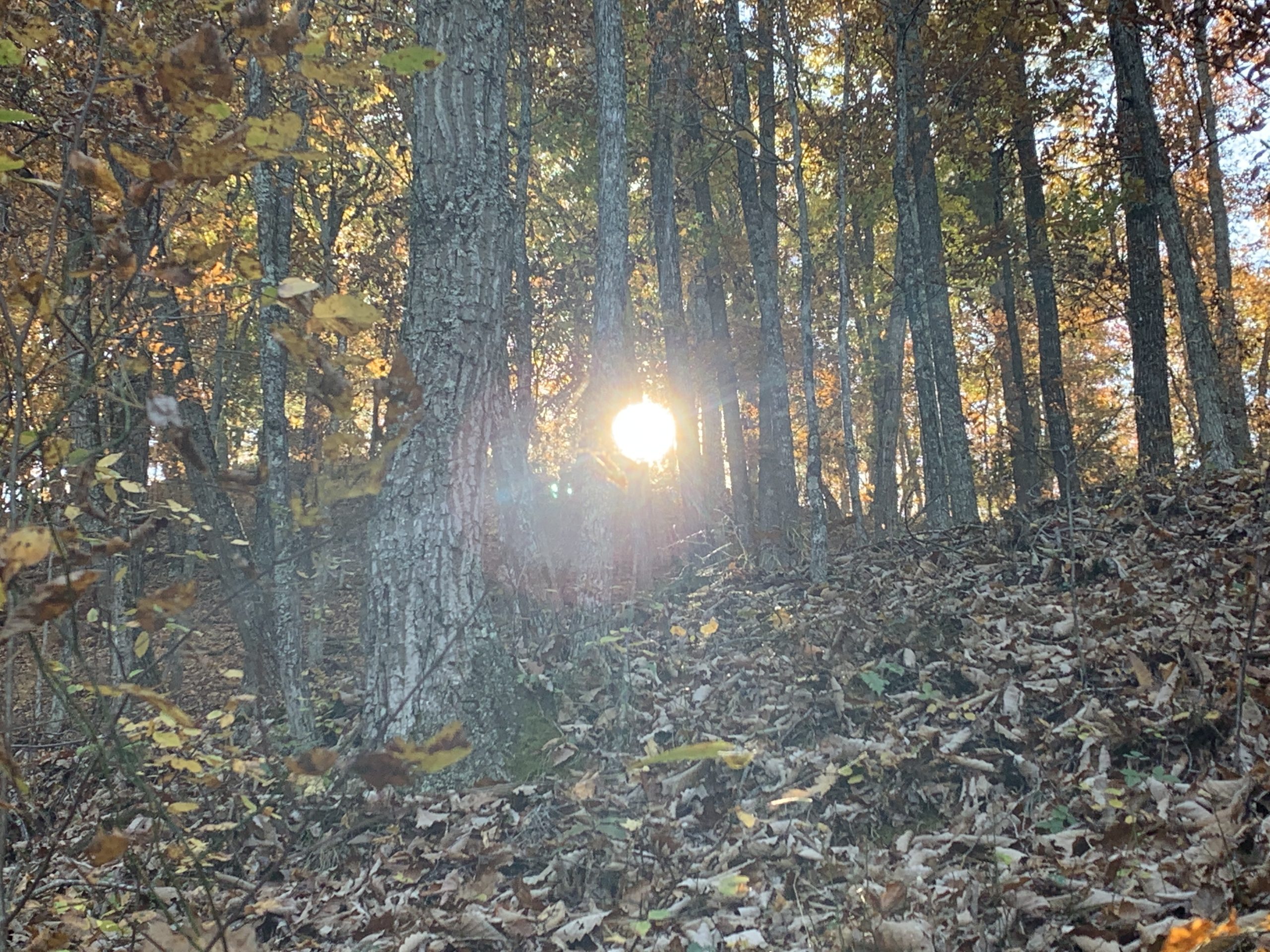 Temperatures soar to hottest on record for November at Lynchburg