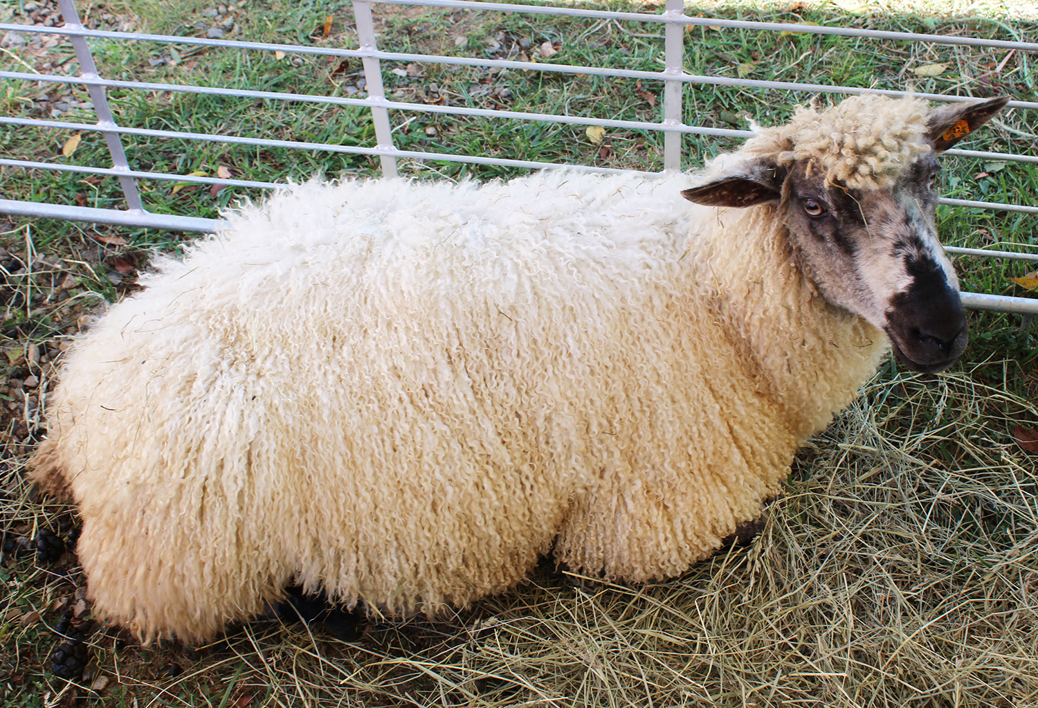 The number of sheep in Grayson County has nearly doubled; a single machine  might help it grow even more - Cardinal News