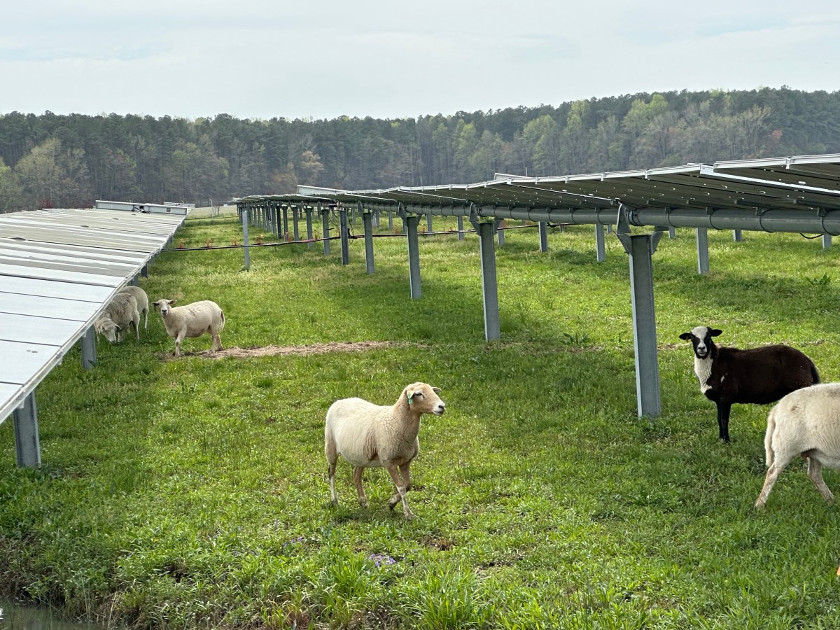 Solar farms respect property rights and the environment