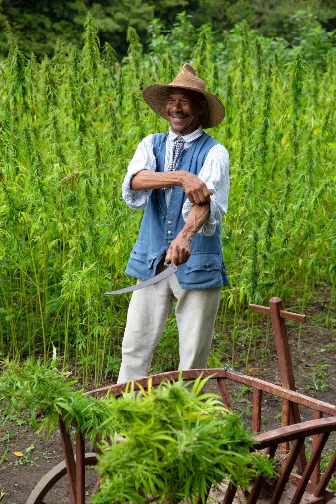 An interpreter at Mount Vernon harvests hemp. Photo courtesy of Mount Vernon Ladies' Association.