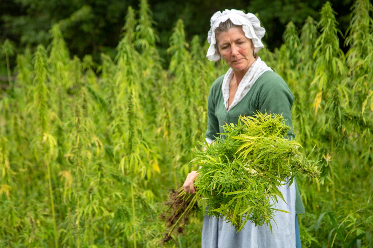 An interpreter at Mount Vernon harvests hemp. Courtesy of Mount Vernon Ladies' Association.