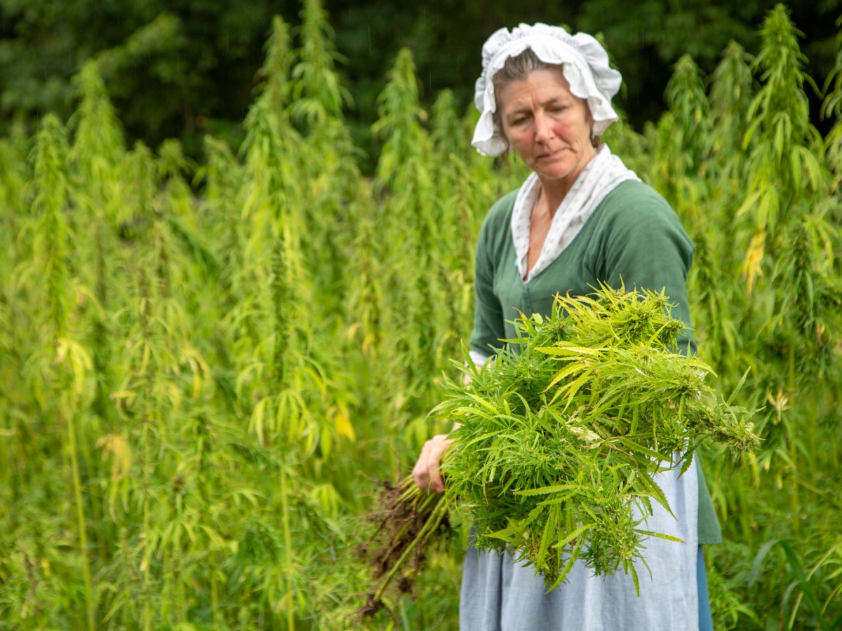 For Colonists, hemp was both economic security and national security