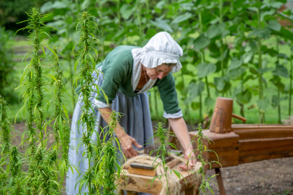 An interpreter at Mount Vernon harvests hemp. Photo courtesy of Mount Vernon Ladies' Association.