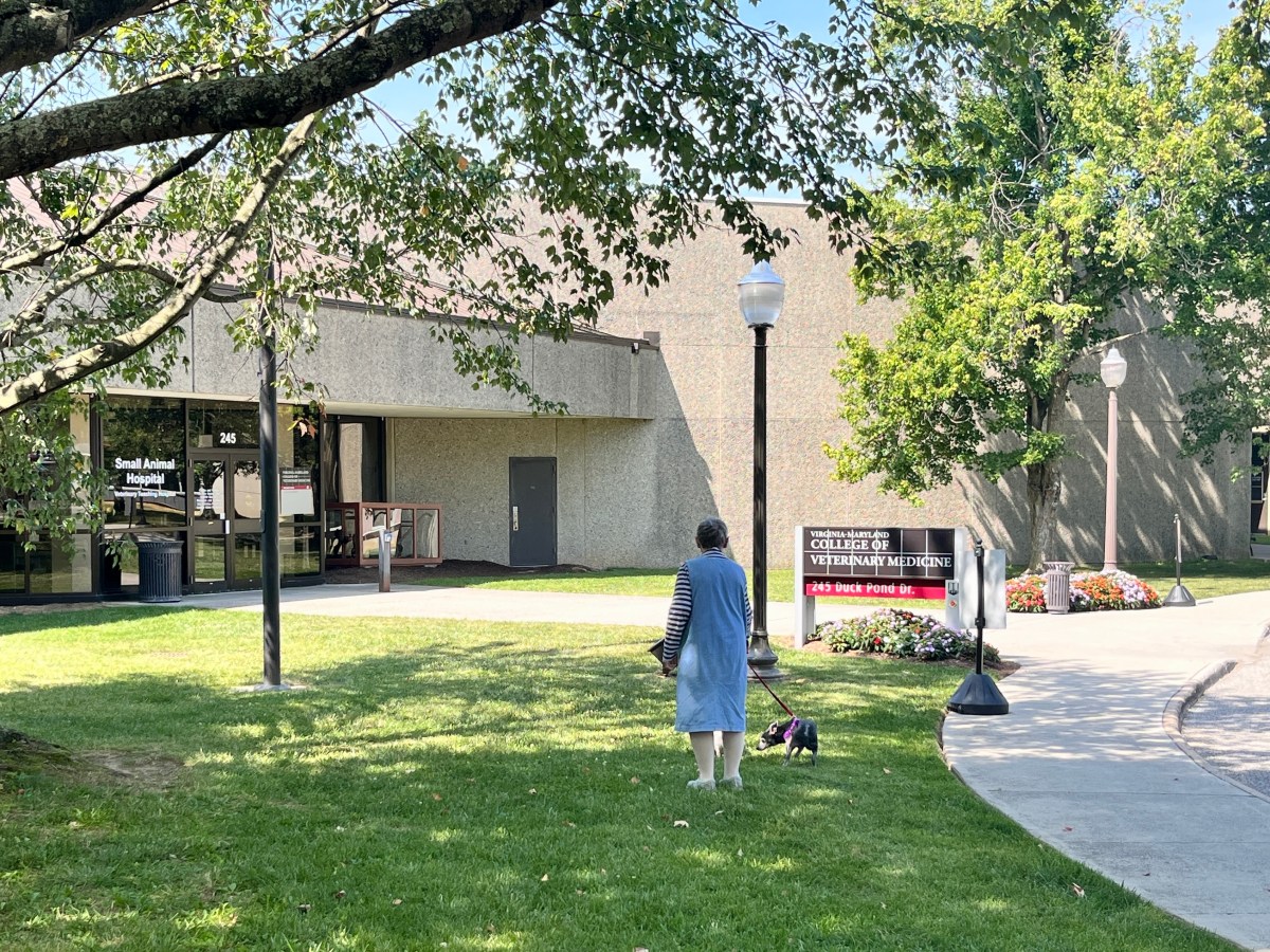 A woman walks a small dog on a green lawn in front of the veterinary teaching hospital at Virginia Tech.