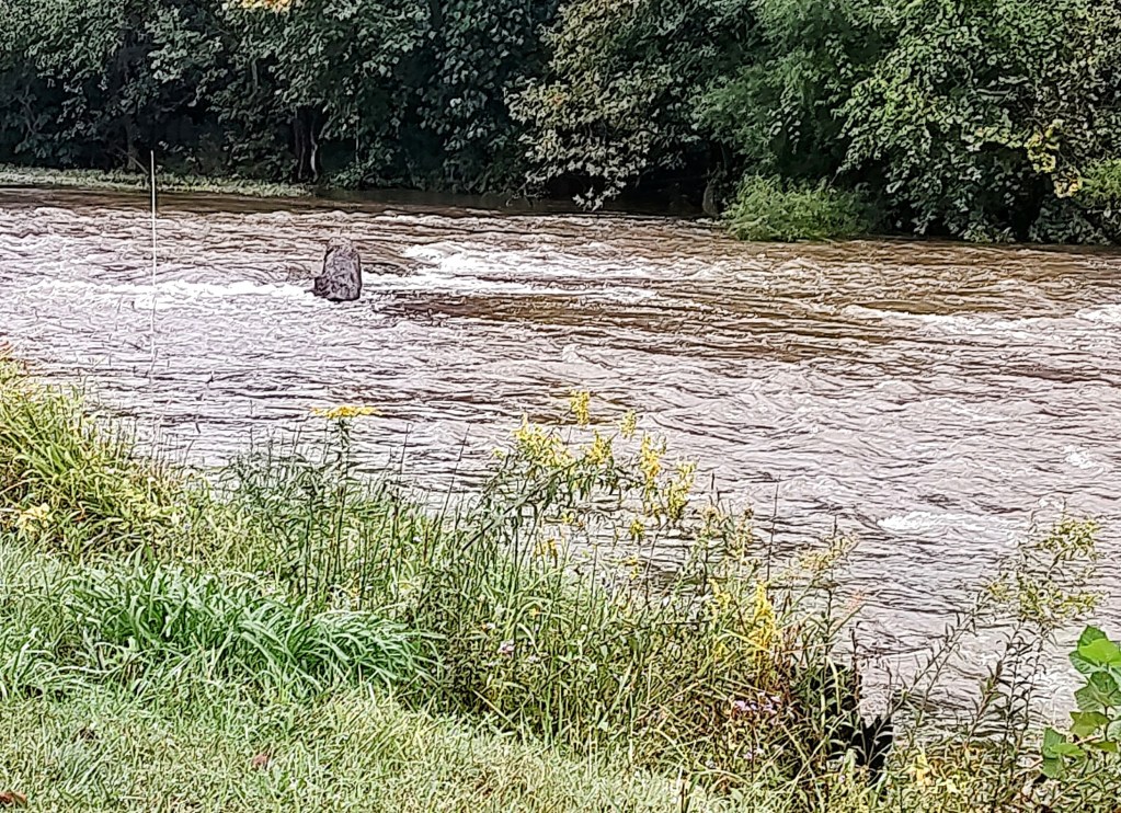 The contrast between photos of the same section of Roanoke River in Salem between Monday, Sept. 16, and Wednesday, Sept. 18, shows the effects of 2-4 inches of rain with some locally higher amounts in the Roanoke Valley area from the inland effects of what had been Potential Tropical Cyclone 8. Courtesy of Doug Griggs.